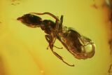 Fossil Ant (Formicidae) In Baltic Amber #81727-1